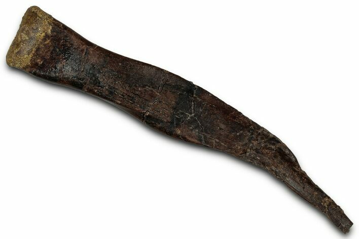 Fossil Ornithomimid (Struthiomimus?) Middle Metatarsal - Montana #353317